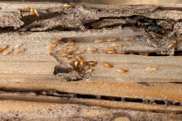 Best Mosquito Control Services  in Oak Park, MI