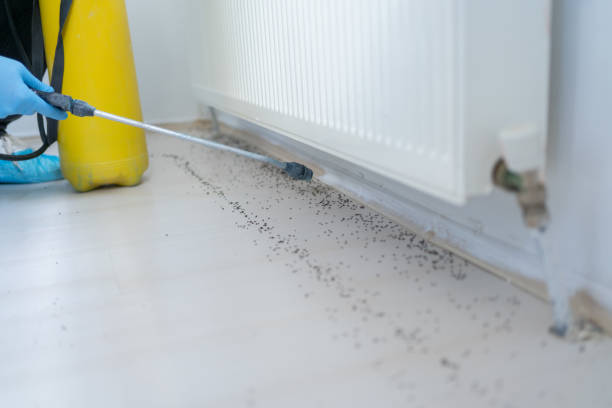 Best Termite Control Services  in Oak Park, MI